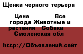 Щенки черного терьера › Цена ­ 35 000 - Все города Животные и растения » Собаки   . Смоленская обл.